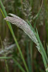 Common velvetgrass